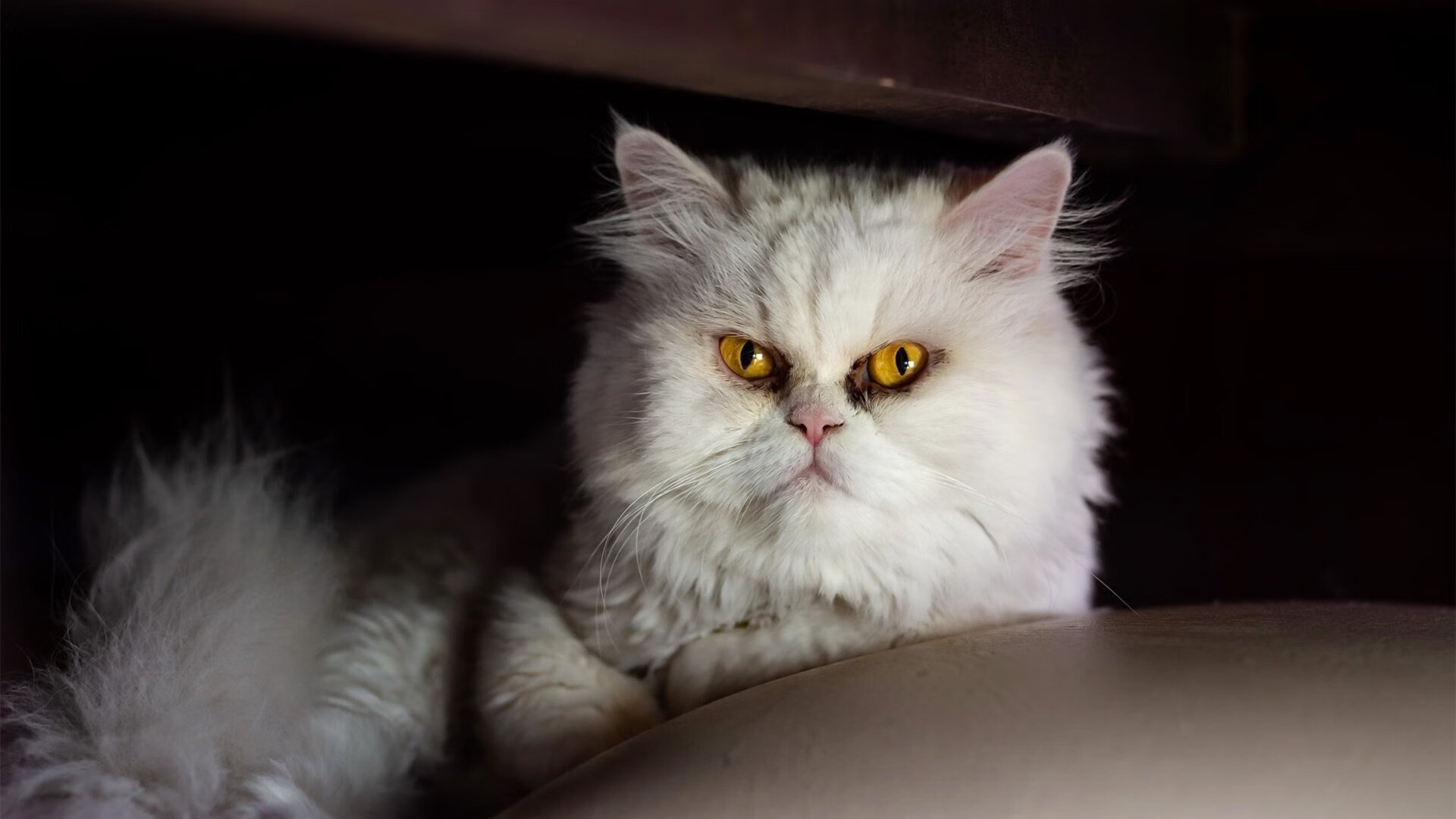 巴西VS乌克兰，努涅斯硬仗之王的传奇之战